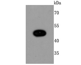 Western blot analysis of MyoD1 on Hela cell lysates. Proteins were transferred to a PVDF membrane and blocked with 5% BSA in PBS for 1 hour at room temperature. The primary antibody (ET1703-91, 1/500) was used in 5% BSA at room temperature for 2 hours. Goat Anti-Rabbit IgG - HRP Secondary Antibody (HA1001) at 1:200,000 dilution was used for 1 hour at room temperature.