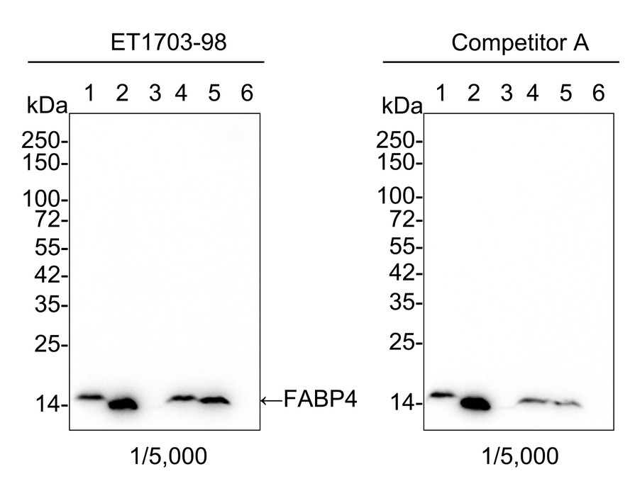 Western blot analysis of FABP4 on mouse heart tissue lysates. Proteins were transferred to a PVDF membrane and blocked with 5% BSA in PBS for 1 hour at room temperature. The primary antibody (ET1703-98, 1/500) was used in 5% BSA at room temperature for 2 hours. Goat Anti-Rabbit IgG - HRP Secondary Antibody (HA1001) at 1:200,000 dilution was used for 1 hour at room temperature.