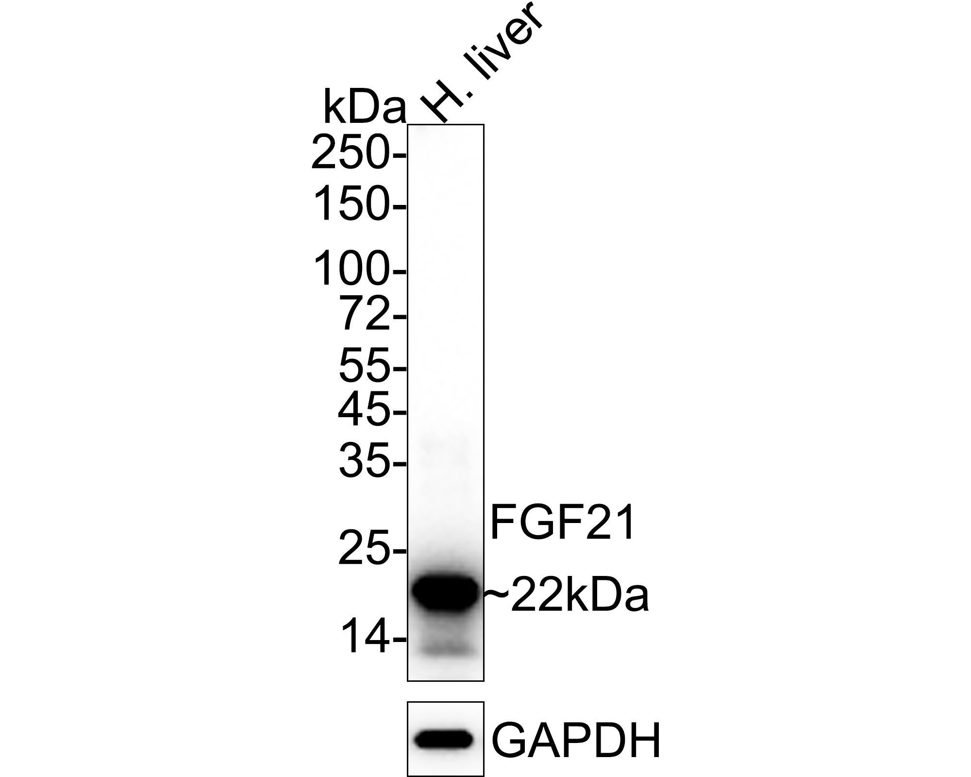 Western blot analysis of FGF21 on different lysates with Rabbit anti-FGF21 antibody (ET1704-04) at 1/1,000 dilution.<br />
<br />
Lane 1: Mouse liver tissue lysate<br />
Lane 2: Human liver tissue lysate<br />
<br />
Lysates/proteins at 20 µg/Lane.<br />
<br />
Predicted band size: 22 kDa<br />
Observed band size: 22 kDa<br />
<br />
Exposure time: 2 minutes;<br />
<br />
15% SDS-PAGE gel.<br />
<br />
Proteins were transferred to a PVDF membrane and blocked with 5% NFDM/TBST for 1 hour at room temperature. The primary antibody (ET1704-04) at 1/1,000 dilution was used in 5% NFDM/TBST at room temperature for 2 hours. Goat Anti-Rabbit IgG - HRP Secondary Antibody (HA1001) at 1:300,000 dilution was used for 1 hour at room temperature.