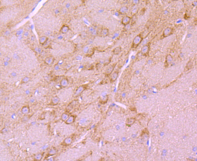 Immunohistochemical analysis of paraffin-embedded mouse brain tissue using anti-BNIP3 antibody. The section was pre-treated using heat mediated antigen retrieval with Tris-EDTA buffer (pH 8.0-8.4) for 20 minutes.The tissues were blocked in 5% BSA for 30 minutes at room temperature, washed with ddH2O and PBS, and then probed with the primary antibody (ET1704-08, 1/50) for 30 minutes at room temperature. The detection was performed using an HRP conjugated compact polymer system. DAB was used as the chromogen. Tissues were counterstained with hematoxylin and mounted with DPX.