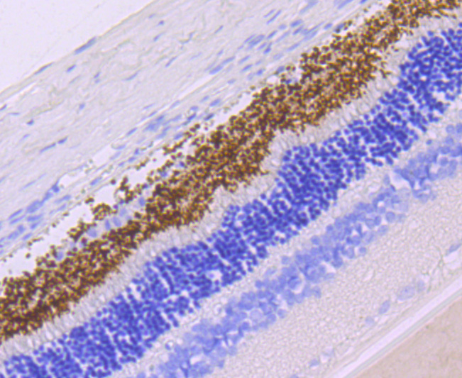 Immunohistochemical analysis of paraffin-embedded rat retina tissue using anti-Rhodopsin antibody. The section was pre-treated using heat mediated antigen retrieval with Tris-EDTA buffer (pH 9.0) for 20 minutes.The tissues were blocked in 1% BSA for 30 minutes at room temperature, washed with ddH2O and PBS, and then probed with the primary antibody (ET1704-12, 1/50) for 30 minutes at room temperature. The detection was performed using an HRP conjugated compact polymer system. DAB was used as the chromogen. Tissues were counterstained with hematoxylin and mounted with DPX.
