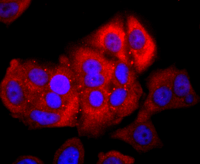 ICC staining of NFAT1 in MCF-7 cells (red). Formalin fixed cells were permeabilized with 0.1% Triton X-100 in TBS for 10 minutes at room temperature and blocked with 10% negative goat serum for 15 minutes at room temperature. Cells were probed with the primary antibody (ET1704-14, 1/50) for 1 hour at room temperature, washed with PBS. Alexa Fluor®594 conjugate-Goat anti-Rabbit IgG was used as the secondary antibody at 1/1,000 dilution. The nuclear counter stain is DAPI (blue).