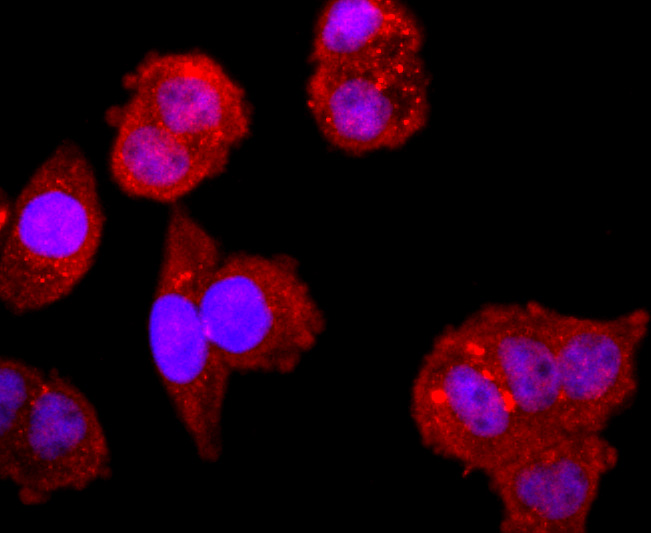 ICC staining of NFAT1 in Hela cells (red). Formalin fixed cells were permeabilized with 0.1% Triton X-100 in TBS for 10 minutes at room temperature and blocked with 10% negative goat serum for 15 minutes at room temperature. Cells were probed with the primary antibody (ET1704-14, 1/50) for 1 hour at room temperature, washed with PBS. Alexa Fluor®594 conjugate-Goat anti-Rabbit IgG was used as the secondary antibody at 1/1,000 dilution. The nuclear counter stain is DAPI (blue).