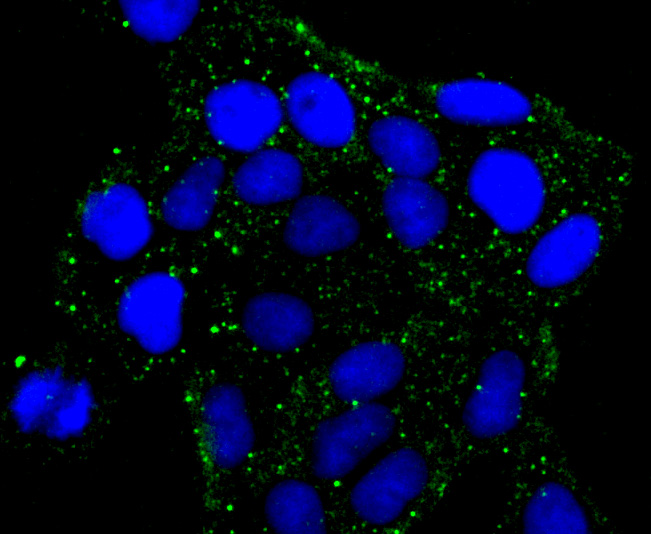 ICC staining of PKA 2 beta (regulatory subunit) in Hela cells (green). Formalin fixed cells were permeabilized with 0.1% Triton X-100 in TBS for 10 minutes at room temperature and blocked with 10% negative goat serum for 15 minutes at room temperature. Cells were probed with the primary antibody (ET1704-15, 1/50) for 1 hour at room temperature, washed with PBS. Alexa Fluor®488 conjugate-Goat anti-Rabbit IgG was used as the secondary antibody at 1/1,000 dilution. The nuclear counter stain is DAPI (blue).