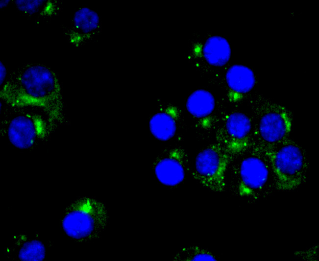 ICC staining of PKA 2 beta (regulatory subunit) in N2A cells (green). Formalin fixed cells were permeabilized with 0.1% Triton X-100 in TBS for 10 minutes at room temperature and blocked with 10% negative goat serum for 15 minutes at room temperature. Cells were probed with the primary antibody (ET1704-15, 1/50) for 1 hour at room temperature, washed with PBS. Alexa Fluor®488 conjugate-Goat anti-Rabbit IgG was used as the secondary antibody at 1/1,000 dilution. The nuclear counter stain is DAPI (blue).