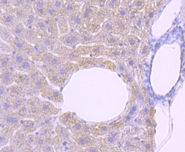 Immunohistochemical analysis of paraffin-embedded mouse liver tissue using anti-PRMT1 antibody. The section was pre-treated using heat mediated antigen retrieval with Tris-EDTA buffer (pH 8.0-8.4) for 20 minutes.The tissues were blocked in 5% BSA for 30 minutes at room temperature, washed with ddH2O and PBS, and then probed with the primary antibody (ET1704-19, 1/50) for 30 minutes at room temperature. The detection was performed using an HRP conjugated compact polymer system. DAB was used as the chromogen. Tissues were counterstained with hematoxylin and mounted with DPX.