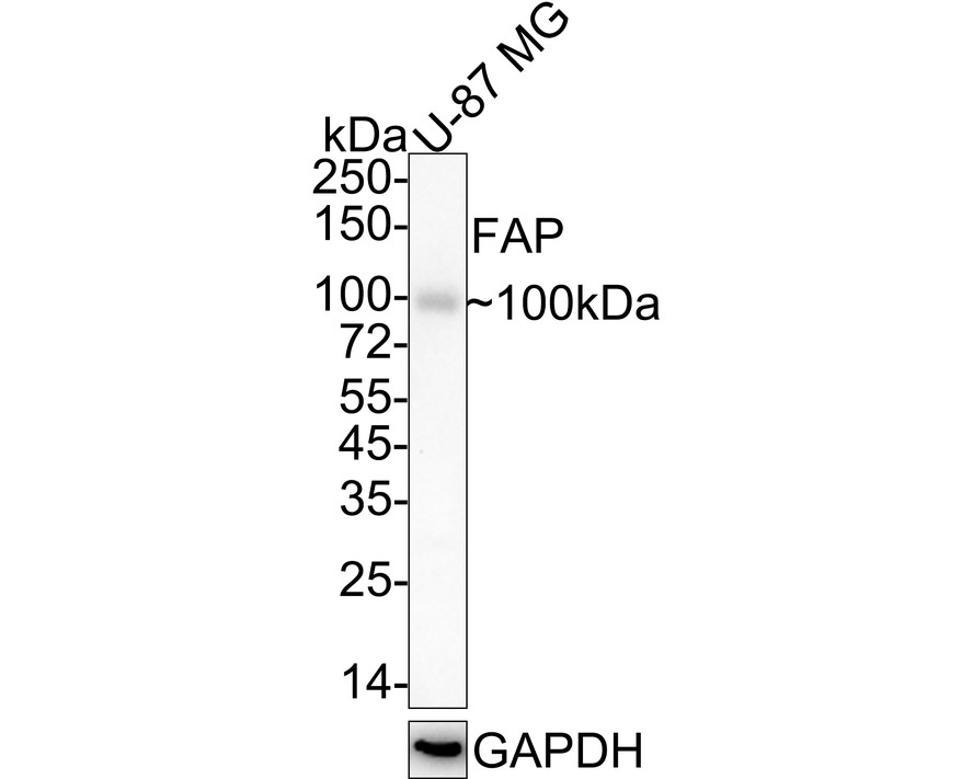 Western blot analysis of FAP1 on Hela cell lysates. Proteins were transferred to a PVDF membrane and blocked with 5% BSA in PBS for 1 hour at room temperature. The primary antibody (ET1704-23, 1/500) was used in 5% BSA at room temperature for 2 hours. Goat Anti-Rabbit IgG - HRP Secondary Antibody (HA1001) at 1:5,000 dilution was used for 1 hour at room temperature.