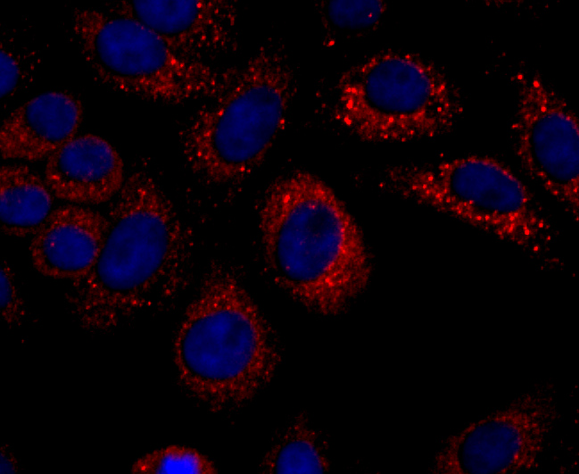 ICC staining of IP10 in HepG2 cells (red). Formalin fixed cells were permeabilized with 0.1% Triton X-100 in TBS for 10 minutes at room temperature and blocked with 10% negative goat serum for 15 minutes at room temperature. Cells were probed with the primary antibody (ET1704-27, 1/50) for 1 hour at room temperature, washed with PBS. Alexa Fluor®594 conjugate-Goat anti-Rabbit IgG was used as the secondary antibody at 1/1,000 dilution. The nuclear counter stain is DAPI (blue).