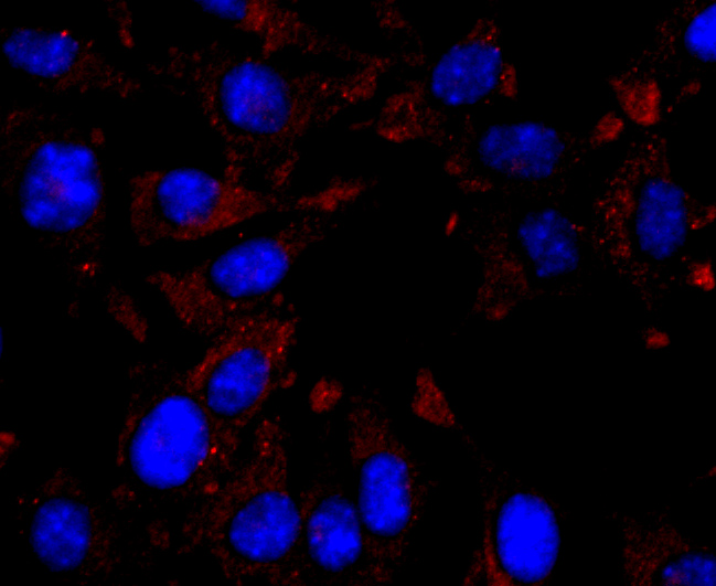 ICC staining of IP10 in SH-SY5Y cells (red). Formalin fixed cells were permeabilized with 0.1% Triton X-100 in TBS for 10 minutes at room temperature and blocked with 10% negative goat serum for 15 minutes at room temperature. Cells were probed with the primary antibody (ET1704-27, 1/50) for 1 hour at room temperature, washed with PBS. Alexa Fluor®594 conjugate-Goat anti-Rabbit IgG was used as the secondary antibody at 1/1,000 dilution. The nuclear counter stain is DAPI (blue).
