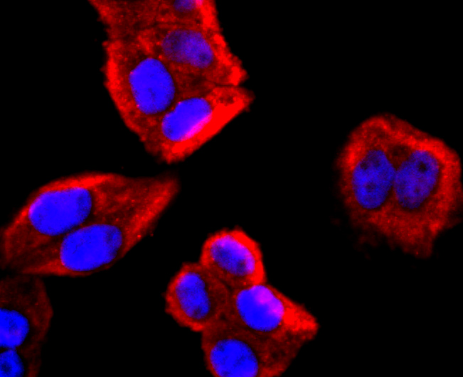 ICC staining of IL4 in Hela cells (red). Formalin fixed cells were permeabilized with 0.1% Triton X-100 in TBS for 10 minutes at room temperature and blocked with 10% negative goat serum for 15 minutes at room temperature. Cells were probed with the primary antibody (ET1704-28, 1/50) for 1 hour at room temperature, washed with PBS. Alexa Fluor®594 conjugate-Goat anti-Rabbit IgG was used as the secondary antibody at 1/1,000 dilution. The nuclear counter stain is DAPI (blue).