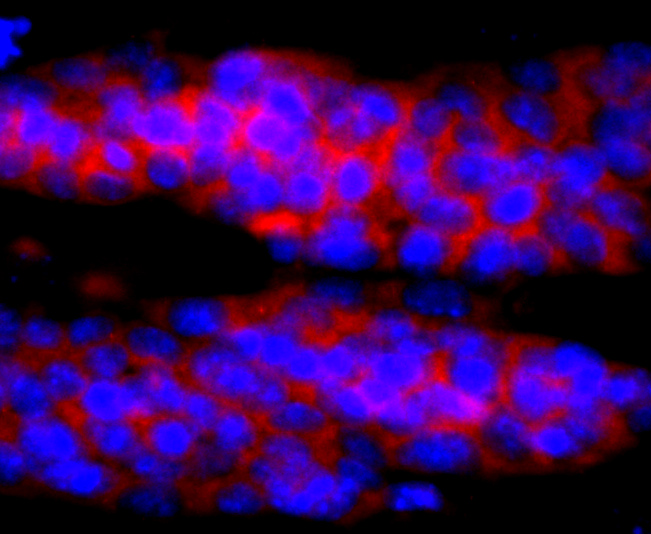 ICC staining of IL4 in D3 cells (red). Formalin fixed cells were permeabilized with 0.1% Triton X-100 in TBS for 10 minutes at room temperature and blocked with 10% negative goat serum for 15 minutes at room temperature. Cells were probed with the primary antibody (ET1704-28, 1/50) for 1 hour at room temperature, washed with PBS. Alexa Fluor®594 conjugate-Goat anti-Rabbit IgG was used as the secondary antibody at 1/1,000 dilution. The nuclear counter stain is DAPI (blue).
