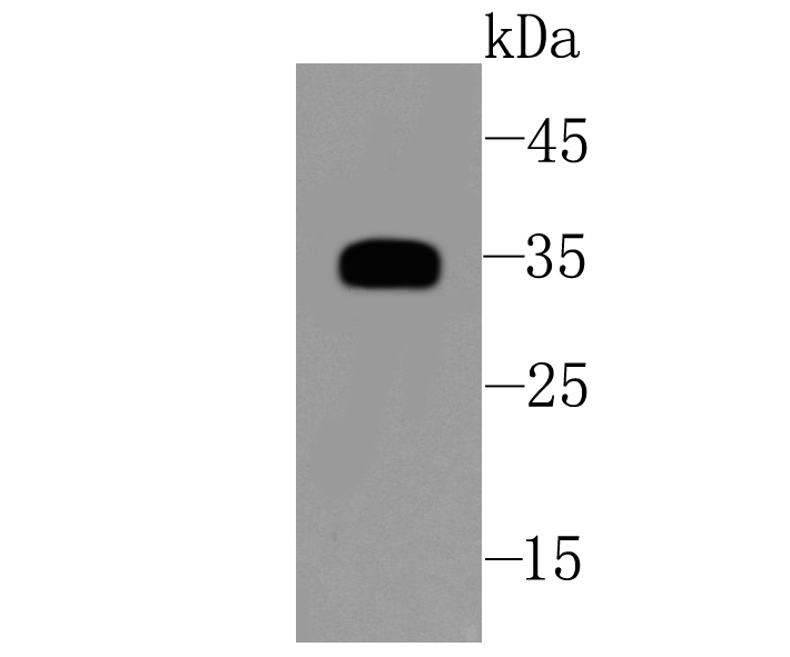 Western blot analysis of SFRP1 on human kidney cells lysates using anti-SFRP1 antibody at 1/500 dilution.