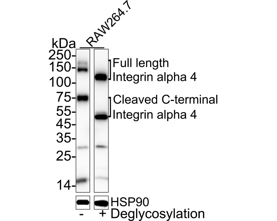 Immunohistochemical analysis of paraffin-embedded human spleen tissue using anti-Integrin alpha 4 antibody. The section was pre-treated using heat mediated antigen retrieval with Tris-EDTA buffer (pH 9.0) for 20 minutes.The tissues were blocked in 1% BSA for 30 minutes at room temperature, washed with ddH2O and PBS, and then probed with the primary antibody (ET1704-31, 1/50) for 30 minutes at room temperature. The detection was performed using an HRP conjugated compact polymer system. DAB was used as the chromogen. Tissues were counterstained with hematoxylin and mounted with DPX.