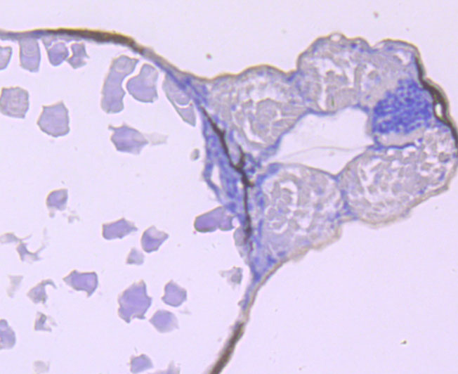 Immunohistochemical analysis of paraffin-embedded zebrafish tissue using anti-CaMKII delta antibody. The section was pre-treated using heat mediated antigen retrieval with Tris-EDTA buffer (pH 8.0-8.4) for 20 minutes.The tissues were blocked in 5% BSA for 30 minutes at room temperature, washed with ddH2O and PBS, and then probed with the primary antibody (ET1704-37, 1/50) for 30 minutes at room temperature. The detection was performed using an HRP conjugated compact polymer system. DAB was used as the chromogen. Tissues were counterstained with hematoxylin and mounted with DPX.