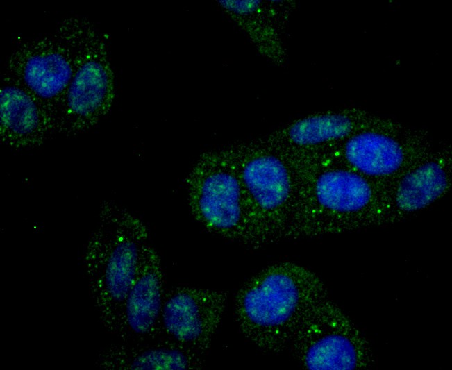 ICC staining of IKK gamma in Hela cells (green). Formalin fixed cells were permeabilized with 0.1% Triton X-100 in TBS for 10 minutes at room temperature and blocked with 1% Blocker BSA for 15 minutes at room temperature. Cells were probed with the primary antibody (ET1704-40, 1/50) for 1 hour at room temperature, washed with PBS. Alexa Fluor®488 Goat anti-Rabbit IgG was used as the secondary antibody at 1/1,000 dilution. The nuclear counter stain is DAPI (blue).