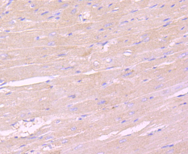 Immunohistochemical analysis of paraffin-embedded mouse heart tissue using anti-IKK gamma antibody. The section was pre-treated using heat mediated antigen retrieval with Tris-EDTA buffer (pH 8.0-8.4) for 20 minutes.The tissues were blocked in 5% BSA for 30 minutes at room temperature, washed with ddH2O and PBS, and then probed with the primary antibody (ET1704-40, 1/50) for 30 minutes at room temperature. The detection was performed using an HRP conjugated compact polymer system. DAB was used as the chromogen. Tissues were counterstained with hematoxylin and mounted with DPX.