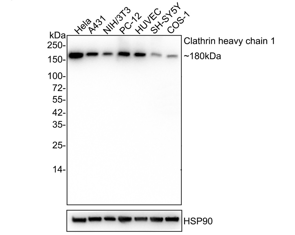 Western blot analysis of Clathrin heavy chain on Hela (1) and PC-12 (2) cell lysate using anti-Clathrin heavy chain antibody at 1/1,000 dilution.
