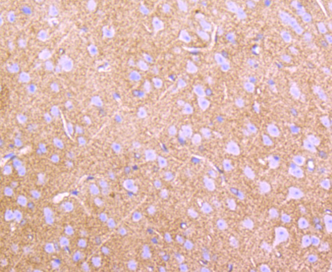 Immunohistochemical analysis of paraffin-embedded mouse brain tissue using anti-EAAT1 antibody. The section was pre-treated using heat mediated antigen retrieval with Tris-EDTA buffer (pH 8.0-8.4) for 20 minutes.The tissues were blocked in 5% BSA for 30 minutes at room temperature, washed with ddH2O and PBS, and then probed with the primary antibody (ET1704-54, 1/50) for 1 hour at room temperature. The detection was performed using an HRP conjugated compact polymer system. DAB was used as the chromogen. Tissues were counterstained with hematoxylin and mounted with DPX.