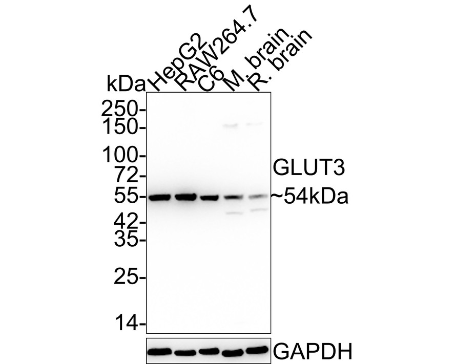 Western blot analysis of Glucose Transporter GLUT3 on different lysates. Proteins were transferred to a PVDF membrane and blocked with 5% BSA in PBS for 1 hour at room temperature. The primary antibody (ET1704-59, 1/500) was used in 5% BSA at room temperature for 2 hours. Goat Anti-Rabbit IgG - HRP Secondary Antibody (HA1001) at 1:5,000 dilution was used for 1 hour at room temperature.<br />
Positive control: <br />
Lane 1: rat heart tissue lysate<br />
Lane 2: mouse heart tissue lysate<br />
Lane 3: HepG2 cell lysate