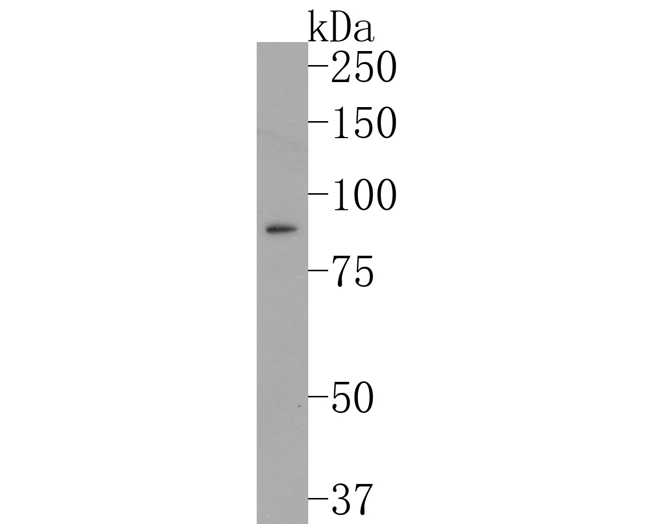 Western blot analysis of GOLPH2 on 293T cell lysates. Proteins were transferred to a PVDF membrane and blocked with 5% BSA in PBS for 1 hour at room temperature. The primary antibody (ET1704-64, 1/500) was used in 5% BSA at room temperature for 2 hours. Goat Anti-Rabbit IgG - HRP Secondary Antibody (HA1001) at 1:200,000 dilution was used for 1 hour at room temperature.