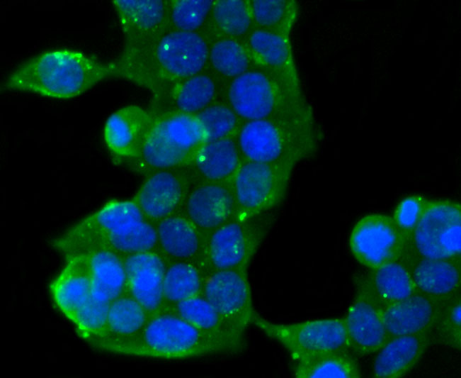 ICC staining of GOLPH2 in 293T cells (green). Formalin fixed cells were permeabilized with 0.1% Triton X-100 in TBS for 10 minutes at room temperature and blocked with 1% Blocker BSA for 15 minutes at room temperature. Cells were probed with the primary antibody (ET1704-64, 1/50) for 1 hour at room temperature, washed with PBS. Alexa Fluor®488 Goat anti-Rabbit IgG was used as the secondary antibody at 1/1,000 dilution. The nuclear counter stain is DAPI (blue).