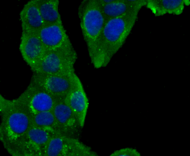 ICC staining of GOLPH2 in Hela cells (green). Formalin fixed cells were permeabilized with 0.1% Triton X-100 in TBS for 10 minutes at room temperature and blocked with 1% Blocker BSA for 15 minutes at room temperature. Cells were probed with the primary antibody (ET1704-64, 1/50) for 1 hour at room temperature, washed with PBS. Alexa Fluor®488 Goat anti-Rabbit IgG was used as the secondary antibody at 1/1,000 dilution. The nuclear counter stain is DAPI (blue).