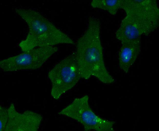 ICC staining of GOLPH2 in A549 cells (green). Formalin fixed cells were permeabilized with 0.1% Triton X-100 in TBS for 10 minutes at room temperature and blocked with 1% Blocker BSA for 15 minutes at room temperature. Cells were probed with the primary antibody (ET1704-64, 1/50) for 1 hour at room temperature, washed with PBS. Alexa Fluor®488 Goat anti-Rabbit IgG was used as the secondary antibody at 1/1,000 dilution. The nuclear counter stain is DAPI (blue).