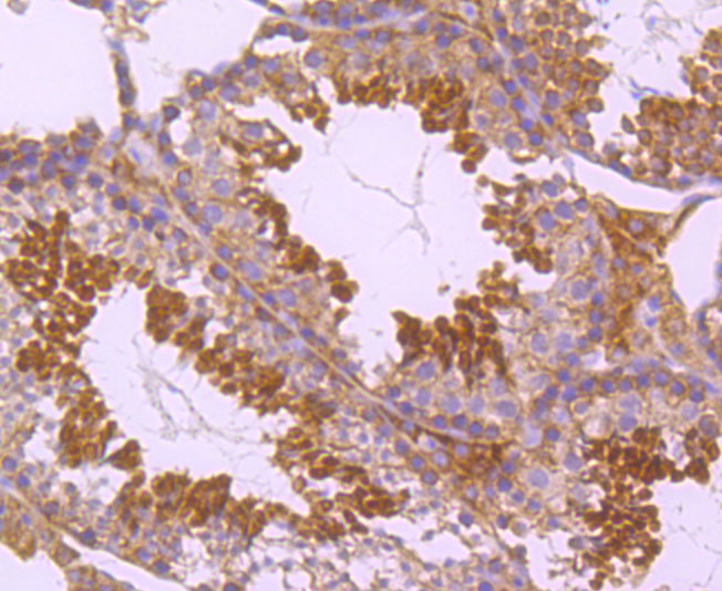 Immunohistochemical analysis of paraffin-embedded mouse testis tissue using anti-PKC epsilon antibody. The section was pre-treated using heat mediated antigen retrieval with Tris-EDTA buffer (pH 8.0-8.4) for 20 minutes.The tissues were blocked in 5% BSA for 30 minutes at room temperature, washed with ddH2O and PBS, and then probed with the primary antibody (ET1704-85, 1/50) for 30 minutes at room temperature. The detection was performed using an HRP conjugated compact polymer system. DAB was used as the chromogen. Tissues were counterstained with hematoxylin and mounted with DPX.