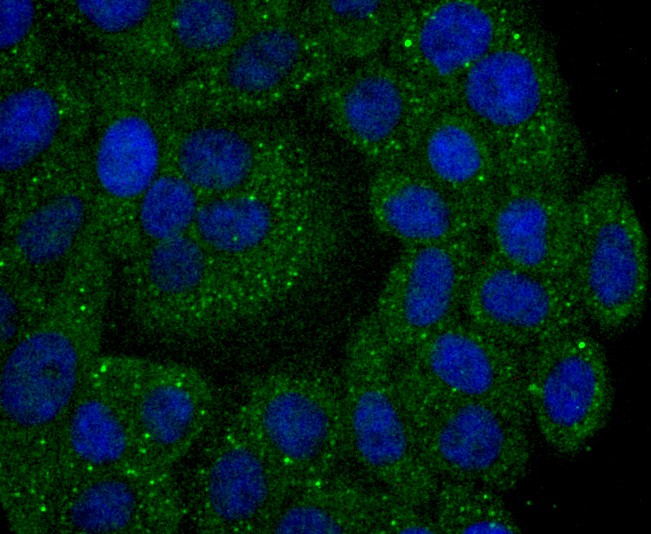 ICC staining of Calpain 2 in HepG2 cells (green). Formalin fixed cells were permeabilized with 0.1% Triton X-100 in TBS for 10 minutes at room temperature and blocked with 1% Blocker BSA for 15 minutes at room temperature. Cells were probed with the primary antibody (ET1704-90, 1/50) for 1 hour at room temperature, washed with PBS. Alexa Fluor®488 Goat anti-Rabbit IgG was used as the secondary antibody at 1/1,000 dilution. The nuclear counter stain is DAPI (blue).