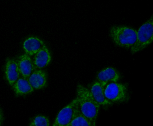 ICC staining of Peroxiredoxin 3 in Hela cells (green). Formalin fixed cells were permeabilized with 0.1% Triton X-100 in TBS for 10 minutes at room temperature and blocked with 10% negative goat serum for 15 minutes at room temperature. Cells were probed with the primary antibody (ET1704-92, 1/50) for 1 hour at room temperature, washed with PBS. Alexa Fluor®488 conjugate-Goat anti-Rabbit IgG was used as the secondary antibody at 1/1,000 dilution. The nuclear counter stain is DAPI (blue).