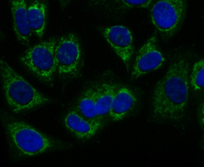 ICC staining of Peroxiredoxin 3 in MCF-7 cells (green). Formalin fixed cells were permeabilized with 0.1% Triton X-100 in TBS for 10 minutes at room temperature and blocked with 10% negative goat serum for 15 minutes at room temperature. Cells were probed with the primary antibody (ET1704-92, 1/50) for 1 hour at room temperature, washed with PBS. Alexa Fluor®488 conjugate-Goat anti-Rabbit IgG was used as the secondary antibody at 1/1,000 dilution. The nuclear counter stain is DAPI (blue).