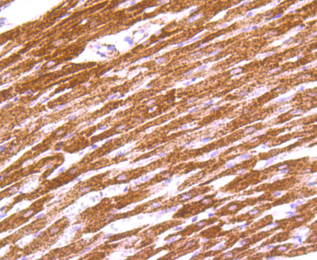 Immunohistochemical analysis of paraffin-embedded rat heart tissue using anti-IDH2 antibody. Counter stained with hematoxylin.