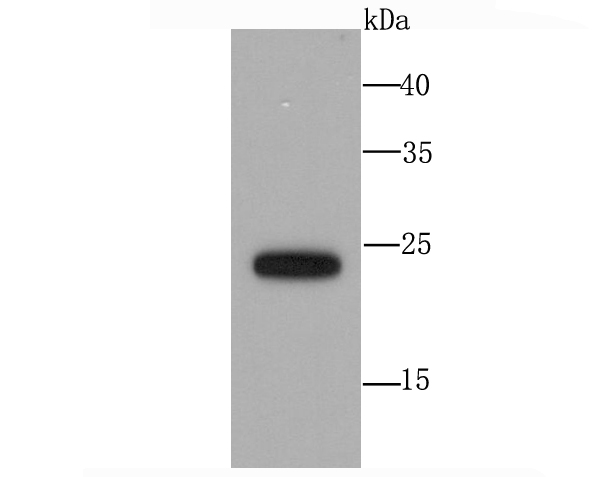 Western blot analysis of SNAP23 on Hela cell lysates. Proteins were transferred to a PVDF membrane and blocked with 5% BSA in PBS for 1 hour at room temperature. The primary antibody (ET1704-95, 1/500) was used in 5% BSA at room temperature for 2 hours. Goat Anti-Rabbit IgG - HRP Secondary Antibody (HA1001) at 1:200,000 dilution was used for 1 hour at room temperature.