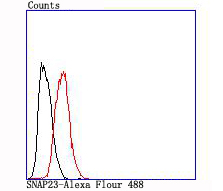 Flow cytometric analysis of SNAP23 was done on Hela cells. The cells were fixed, permeabilized and stained with the primary antibody (ET1704-95, 1/50) (red). After incubation of the primary antibody at room temperature for an hour, the cells were stained with a Alexa Fluor®488 conjugate-Goat anti-Rabbit IgG Secondary antibody at 1/1000 dilution for 30 minutes.Unlabelled sample was used as a control (cells without incubation with primary antibody; black).