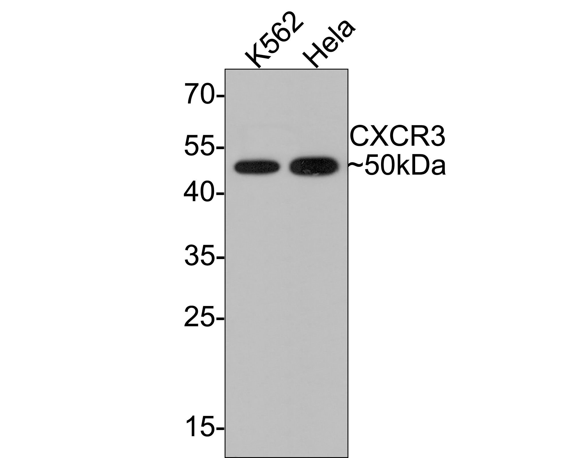 Western blot analysis of CXCR3 on different lysates with Rabbit anti-CXCR3 antibody (ET1704-97) at 1/500 dilution.<br />
<br />
Lane 1: K562 cell lysate<br />
Lane 2: Hela cell lysate<br />
<br />
Lysates/proteins at 10 µg/Lane.<br />
<br />
Predicted band size: 41 kDa<br />
Observed band size: 50 kDa<br />
<br />
Exposure time: 2 minutes;<br />
<br />
12% SDS-PAGE gel.<br />
<br />
Proteins were transferred to a PVDF membrane and blocked with 5% NFDM/TBST for 1 hour at room temperature. The primary antibody (ET1704-97) at 1/500 dilution was used in 5% NFDM/TBST at room temperature for 2 hours. Goat Anti-Rabbit IgG - HRP Secondary Antibody (HA1001) at 1:300,000 dilution was used for 1 hour at room temperature.