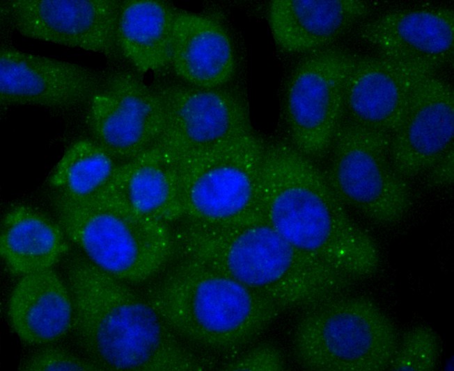 ICC staining of PLGF in HepG2  cells (green). Formalin fixed cells were permeabilized with 0.1% Triton X-100 in TBS for 10 minutes at room temperature and blocked with 1% Blocker BSA for 15 minutes at room temperature. Cells were probed with the primary antibody (ET1704-99, 1/50) for 1 hour at room temperature, washed with PBS. Alexa Fluor®488 Goat anti-Rabbit IgG was used as the secondary antibody at 1/1,000 dilution. The nuclear counter stain is DAPI (blue).