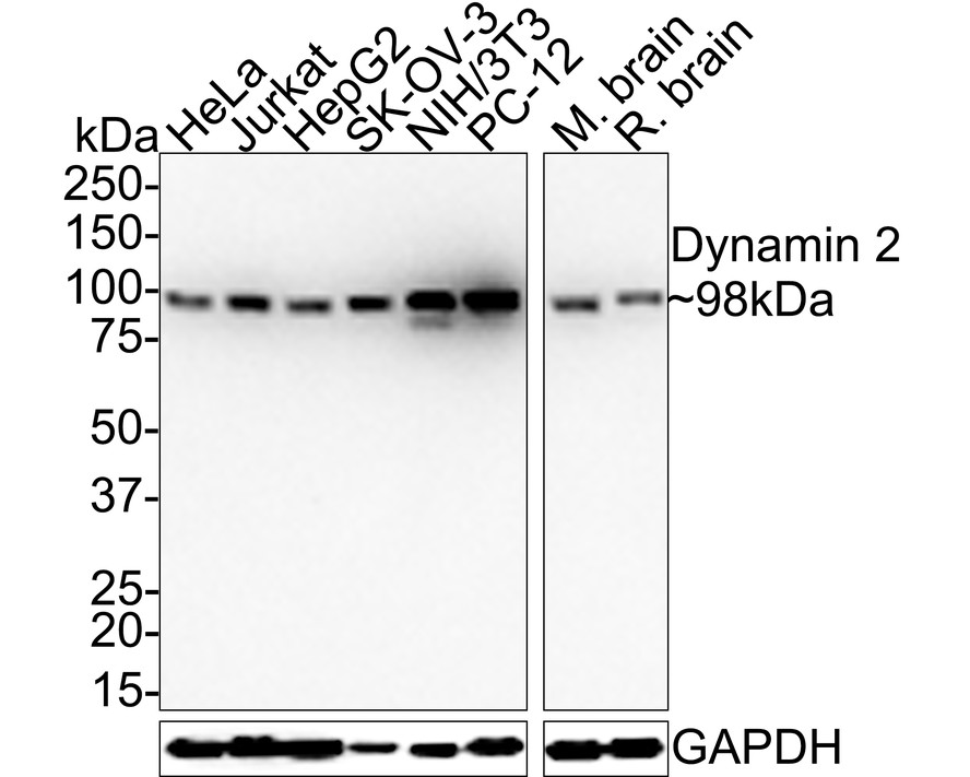 Western blot analysis of Dynamin 2 on different lysates. Proteins were transferred to a PVDF membrane and blocked with 5% BSA in PBS for 1 hour at room temperature. The primary antibody (ET1705-2, 1/500) was used in 5% BSA at room temperature for 2 hours. Goat Anti-Rabbit IgG - HRP Secondary Antibody (HA1001) at 1:200,000 dilution was used for 1 hour at room temperature.<br />
Positive control: <br />
Lane 1: PC-12 cell lysate<br />
Lane 2: Mouse thymus tissue lysate<br />
Lane 3: Hela cell lysate