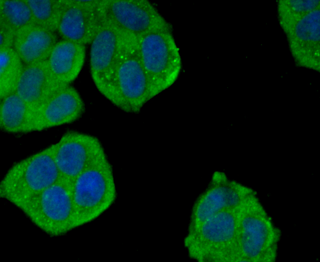 ICC staining of Dynamin 2 in Hela cells (green). Formalin fixed cells were permeabilized with 0.1% Triton X-100 in TBS for 10 minutes at room temperature and blocked with 10% negative goat serum for 15 minutes at room temperature. Cells were probed with the primary antibody (ET1705-2, 1/50) for 1 hour at room temperature, washed with PBS. Alexa Fluor®488 conjugate-Goat anti-Rabbit IgG was used as the secondary antibody at 1/1,000 dilution. The nuclear counter stain is DAPI (blue).