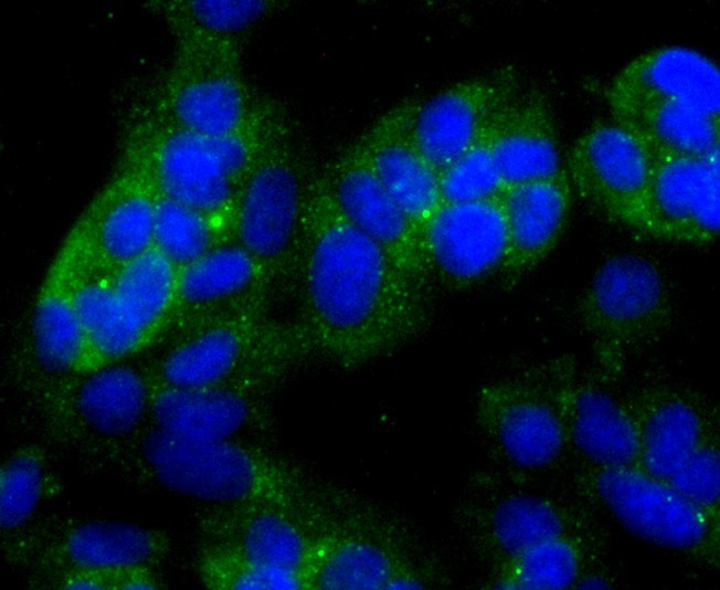 ICC staining of NDRG1 in MCF-7 cells (green). Formalin fixed cells were permeabilized with 0.1% Triton X-100 in TBS for 10 minutes at room temperature and blocked with 1% Blocker BSA for 15 minutes at room temperature. Cells were probed with the primary antibody (ET1705-20, 1/50) for 1 hour at room temperature, washed with PBS. Alexa Fluor®488 Goat anti-Rabbit IgG was used as the secondary antibody at 1/1,000 dilution. The nuclear counter stain is DAPI (blue).