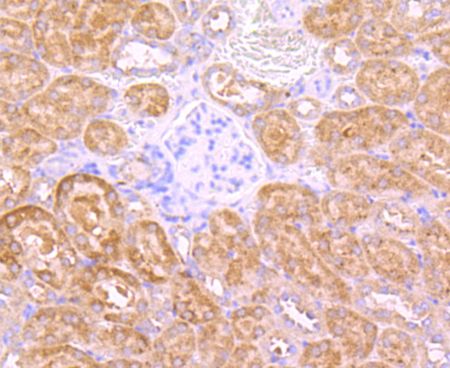 Immunohistochemical analysis of paraffin-embedded mouse kidney tissue using anti-Insulin Receptor R antibody. The section was pre-treated using heat mediated antigen retrieval with Tris-EDTA buffer (pH 9.0) for 20 minutes.The tissues were blocked in 1% BSA for 30 minutes at room temperature, washed with ddH2O and PBS, and then probed with the primary antibody (ET1705-22, 1/50) for 30 minutes at room temperature. The detection was performed using an HRP conjugated compact polymer system. DAB was used as the chromogen. Tissues were counterstained with hematoxylin and mounted with DPX.