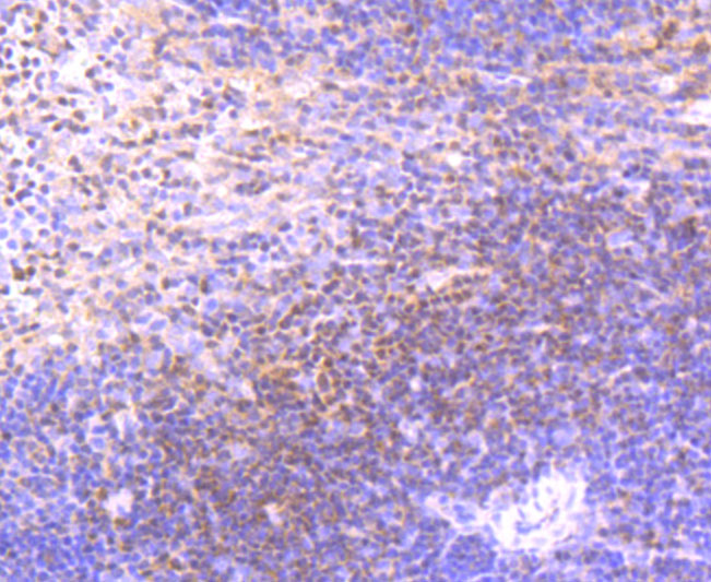 Immunohistochemical analysis of paraffin-embedded mouse spleen tissue using anti-ETS1 antibody. The section was pre-treated using heat mediated antigen retrieval with Tris-EDTA buffer (pH 8.0-8.4) for 20 minutes.The tissues were blocked in 5% BSA for 30 minutes at room temperature, washed with ddH2O and PBS, and then probed with the primary antibody (ET1705-23, 1/50) for 30 minutes at room temperature. The detection was performed using an HRP conjugated compact polymer system. DAB was used as the chromogen. Tissues were counterstained with hematoxylin and mounted with DPX.