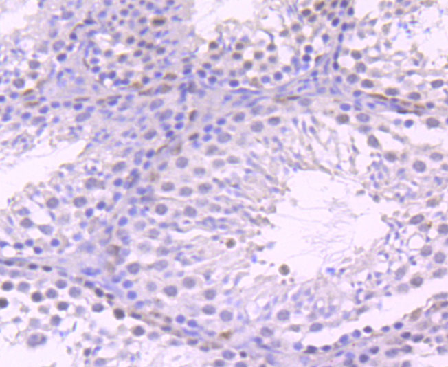 Immunohistochemical analysis of paraffin-embedded rat testis tissue using anti-KAT7 antibody. Counter stained with hematoxylin.