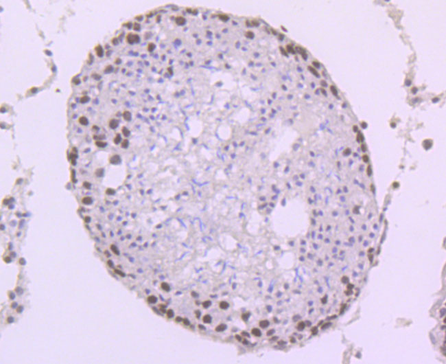 Immunohistochemical analysis of paraffin-embedded mouse fallopian tubes tissue using anti-KAT7 antibody. Counter stained with hematoxylin.