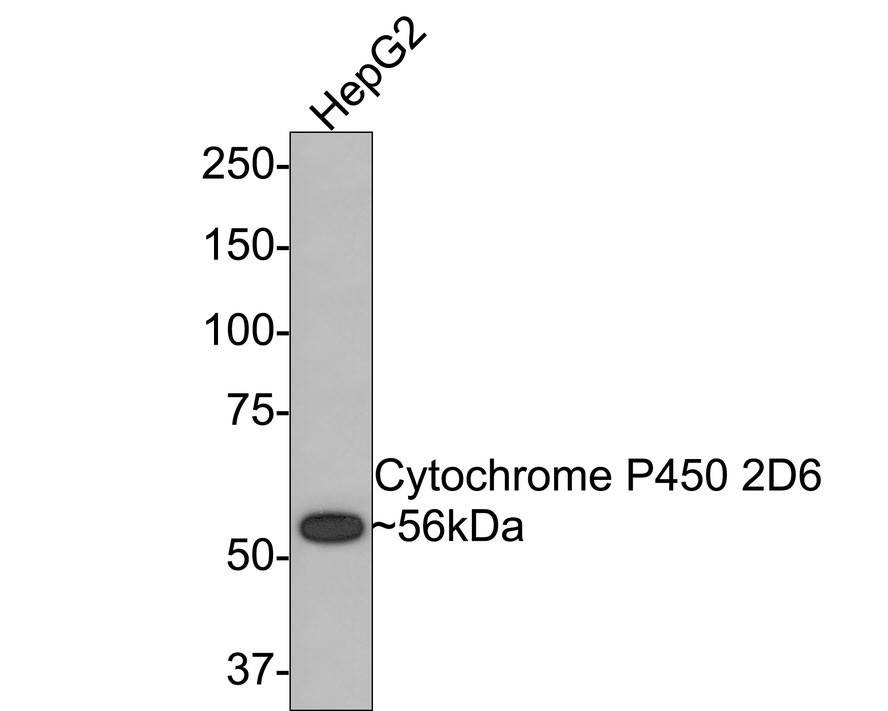 Western blot analysis of Cytochrome P450 2D6 on HepG2 cell lysates with Rabbit anti-Cytochrome P450 2D6 antibody (ET1705-28) at 1/500 dilution.<br />
<br />
Lysates/proteins at 10 µg/Lane.<br />
<br />
Predicted band size: 56 kDa<br />
Observed band size: 56 kDa<br />
<br />
Exposure time: 2 minutes;<br />
<br />
8% SDS-PAGE gel.<br />
<br />
Proteins were transferred to a PVDF membrane and blocked with 5% NFDM/TBST for 1 hour at room temperature. The primary antibody (ET1705-28) at 1/500 dilution was used in 5% NFDM/TBST at room temperature for 2 hours. Goat Anti-Rabbit IgG - HRP Secondary Antibody (HA1001) at 1:300,000 dilution was used for 1 hour at room temperature.