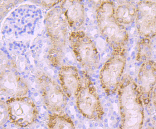 Immunohistochemical analysis of paraffin-embedded mouse kidney tissue using anti-PKC beta 1 antibody. The section was pre-treated using heat mediated antigen retrieval with Tris-EDTA buffer (pH 9.0) for 20 minutes.The tissues were blocked in 1% BSA for 30 minutes at room temperature, washed with ddH2O and PBS, and then probed with the primary antibody (ET1705-30, 1/50) for 30 minutes at room temperature. The detection was performed using an HRP conjugated compact polymer system. DAB was used as the chromogen. Tissues were counterstained with hematoxylin and mounted with DPX.