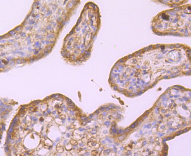 Immunohistochemical analysis of paraffin-embedded human placenta tissue using anti-alpha Tubulin 4A antibody. The section was pre-treated using heat mediated antigen retrieval with Tris-EDTA buffer (pH 8.0-8.4) for 20 minutes.The tissues were blocked in 5% BSA for 30 minutes at room temperature, washed with ddH2O and PBS, and then probed with the primary antibody (ET1705-31, 1/50) for 30 minutes at room temperature. The detection was performed using an HRP conjugated compact polymer system. DAB was used as the chromogen. Tissues were counterstained with hematoxylin and mounted with DPX.