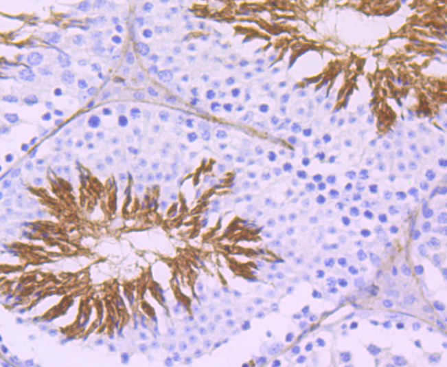 Immunohistochemical analysis of paraffin-embedded mouse testis tissue using anti-ACE antibody. The section was pre-treated using heat mediated antigen retrieval with Tris-EDTA buffer (pH 9.0) for 20 minutes.The tissues were blocked in 5% BSA for 30 minutes at room temperature, washed with ddH2O and PBS, and then probed with the primary antibody (ET1705-36, 1/50) for 30 minutes at room temperature. The detection was performed using an HRP conjugated compact polymer system. DAB was used as the chromogen. Tissues were counterstained with hematoxylin and mounted with DPX.
