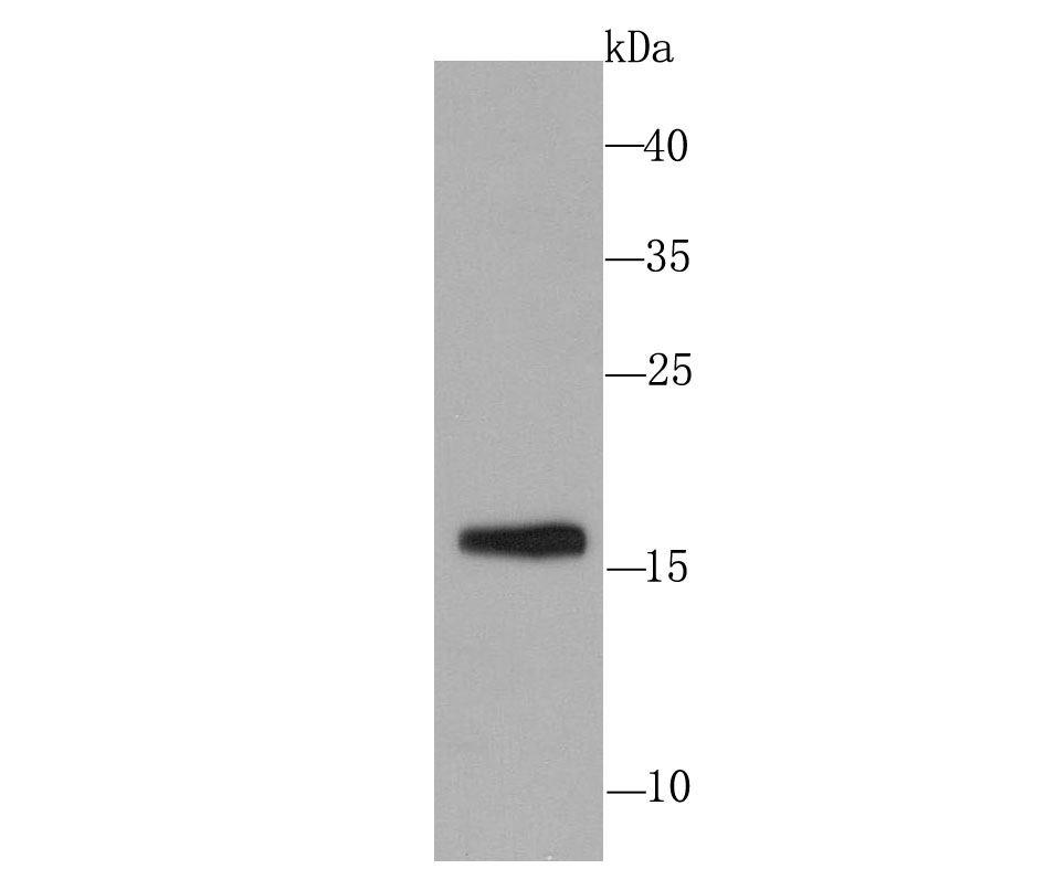 Western blot analysis of Skp1 on PC-12 cell lysates. Proteins were transferred to a PVDF membrane and blocked with 5% BSA in PBS for 1 hour at room temperature. The primary antibody (ET1705-43, 1/500) was used in 5% BSA at room temperature for 2 hours. Goat Anti-Rabbit IgG - HRP Secondary Antibody (HA1001) at 1:50,000 dilution was used for 1 hour at room temperature.