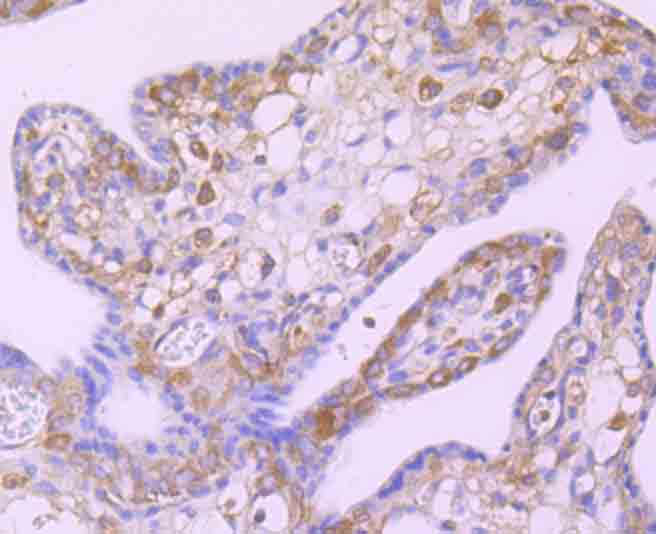 Immunohistochemical analysis of paraffin-embedded human placenta tissue using anti-c-Rel antibody. Counter stained with hematoxylin.