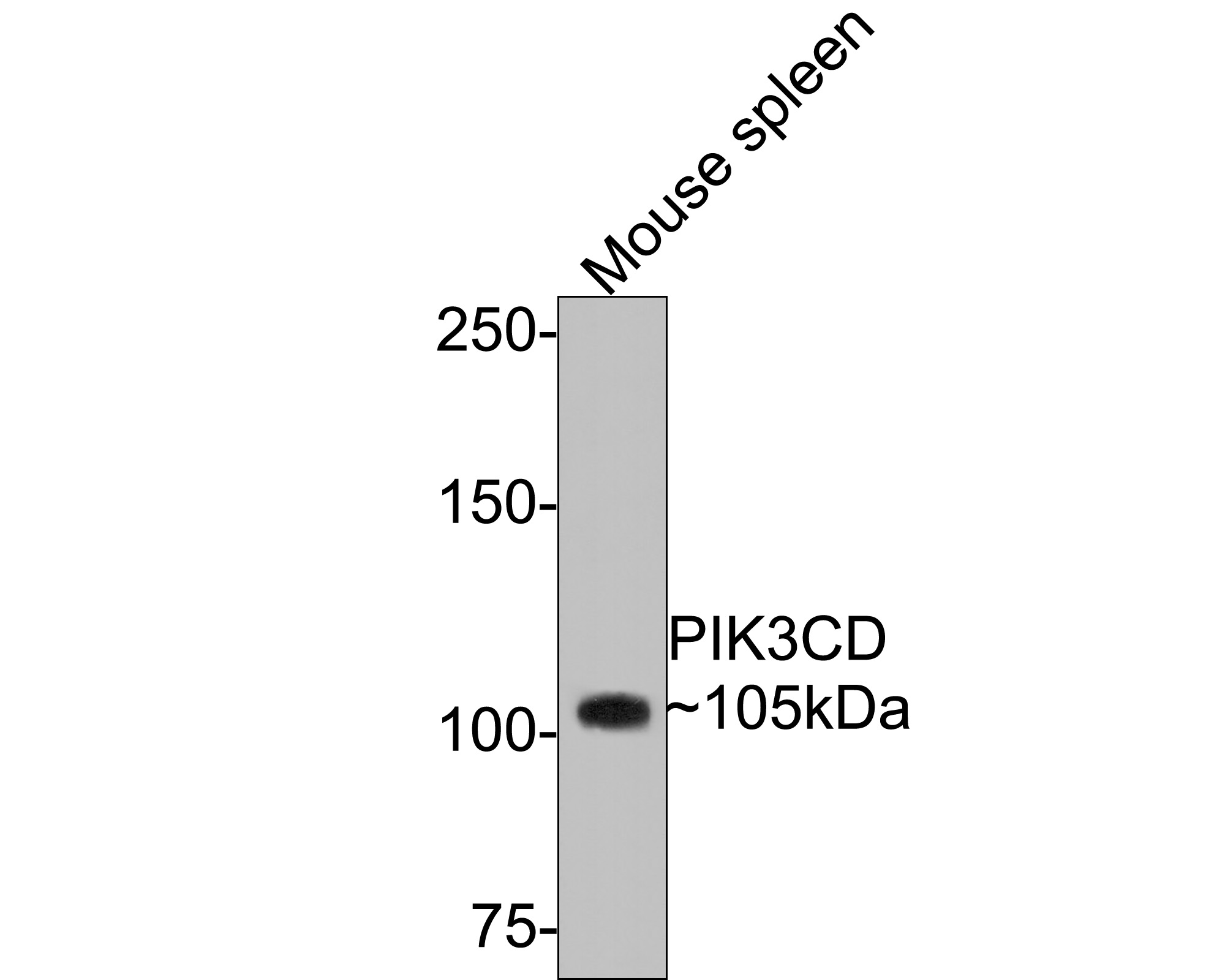 Western blot analysis of PI 3 Kinase p110 delta on mouse spleen tissue lysates with Rabbit anti-PI 3 Kinase p110 delta antibody (ET1705-46) at 1/500 dilution.<br />
<br />
Lysates/proteins at 20 µg/Lane.<br />
<br />
Predicted band size: 119 kDa<br />
Observed band size: 105 kDa<br />
<br />
Exposure time: 2 minutes;<br />
<br />
6% SDS-PAGE gel.<br />
<br />
Proteins were transferred to a PVDF membrane and blocked with 5% NFDM/TBST for 1 hour at room temperature. The primary antibody (ET1705-46) at 1/500 dilution was used in 5% NFDM/TBST at room temperature for 2 hours. Goat Anti-Rabbit IgG - HRP Secondary Antibody (HA1001) at 1:300,000 dilution was used for 1 hour at room temperature.